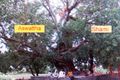 Aswattha. Shami.JPG