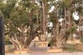 Tree-banyan-banyan-trees-1223020.jpg