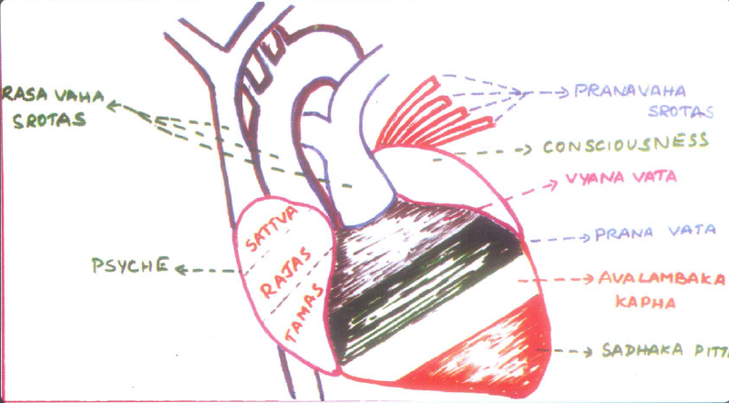 File:Heart and blood circulation.PNG